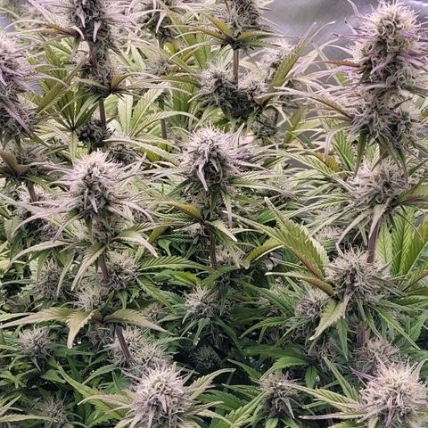 BubbleGum #1 growlog timeline photo