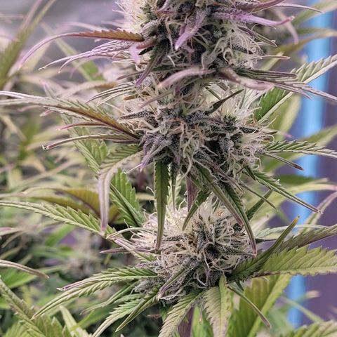 BubbleGum #1 growlog timeline photo