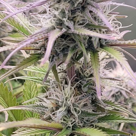 BubbleGum #1 growlog timeline photo