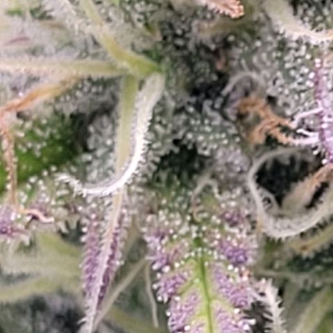 BubbleGum #1 growlog timeline photo
