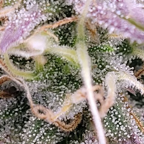 BubbleGum #1 growlog timeline photo