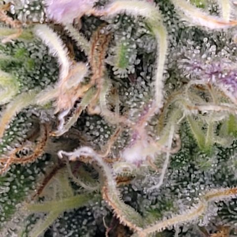 BubbleGum #1 growlog timeline photo