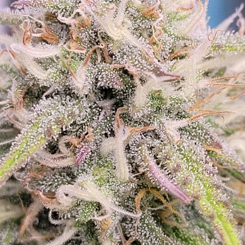 BubbleGum #2 growlog timeline photo