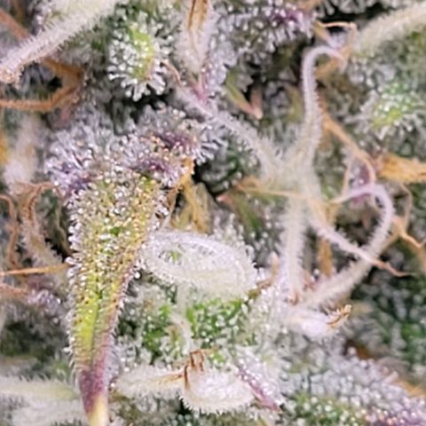 BubbleGum #2 growlog timeline photo