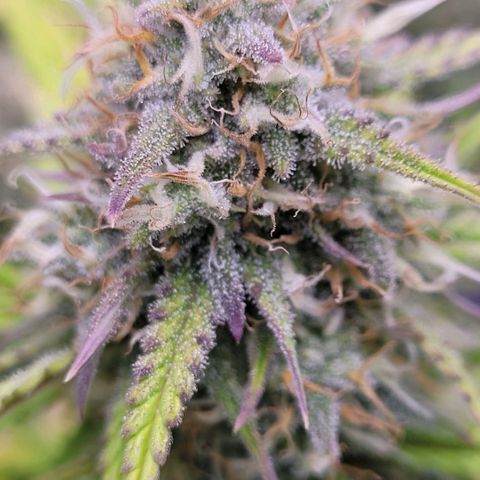 BubbleGum #2 growlog timeline photo