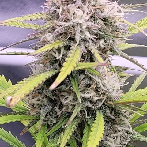 BubbleGum #2 growlog timeline photo