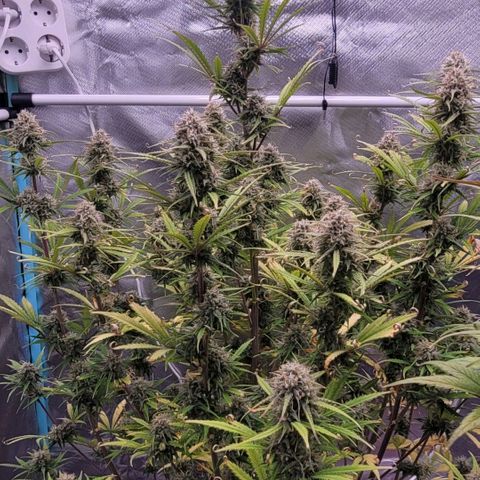 BubbleGum #2 growlog timeline photo