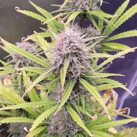 BubbleGum #2 growlog timeline photo