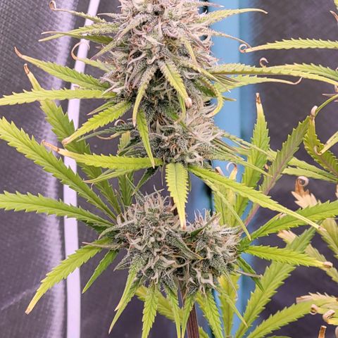BubbleGum #2 growlog timeline photo