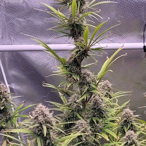 BubbleGum #2 growlog timeline photo