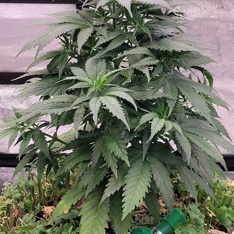 Berry growlog timeline photo