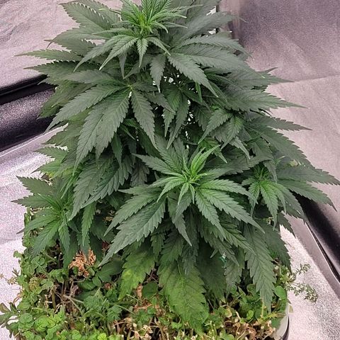 Berry growlog timeline photo