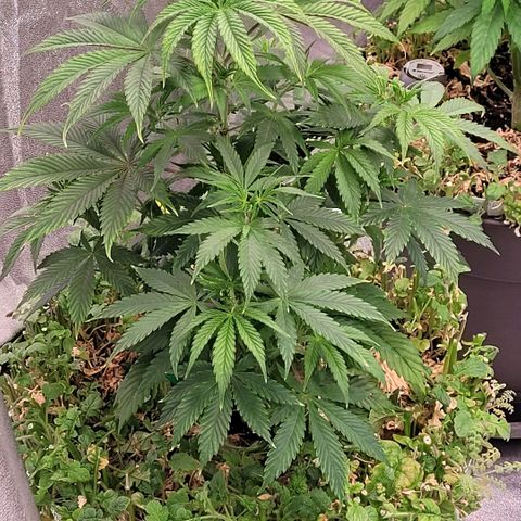 Pearli growlog timeline photo