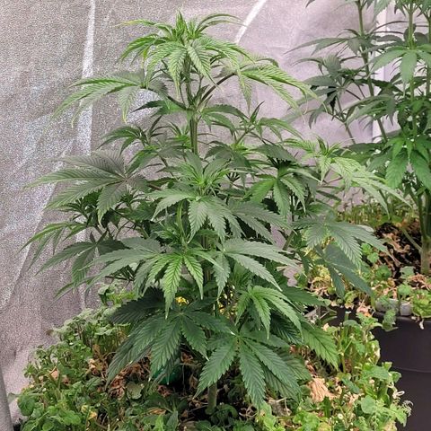Pearli growlog timeline photo
