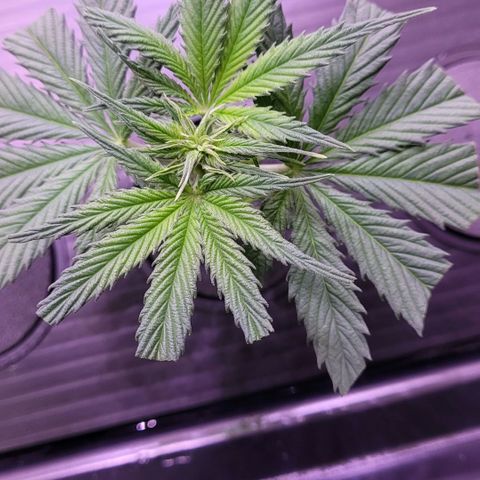 Cookies OG Kloni #1 growlog photo: Es geht voran mit der Verwurzelung. 👌