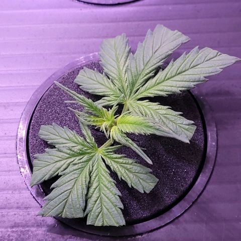 Cookies OG Kloni #2 growlog photo: Selbst Klon 2 vor 5 Tagen Frischwasser gab es keine Wurzelansätze zu sehen und wohl mehr durch Clonex Zugabe kommen jetzt auch bei ihr die Wurzeln u damit alle drei Klone am Wurzeln