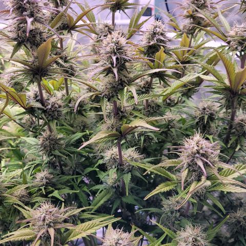 BubbleGum #1 growlog timeline photo