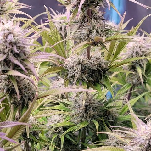 BubbleGum #1 growlog timeline photo