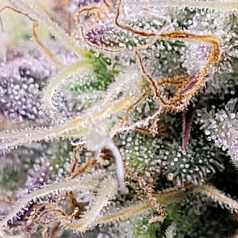 BubbleGum #1 growlog timeline photo