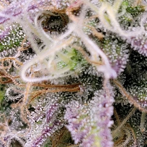 BubbleGum #1 growlog timeline photo
