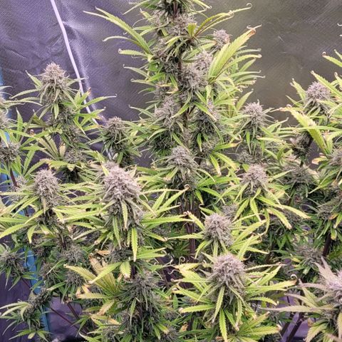 BubbleGum #2 growlog timeline photo