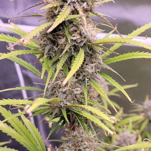 BubbleGum #2 growlog timeline photo