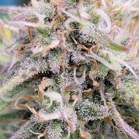 BubbleGum #2 growlog timeline photo