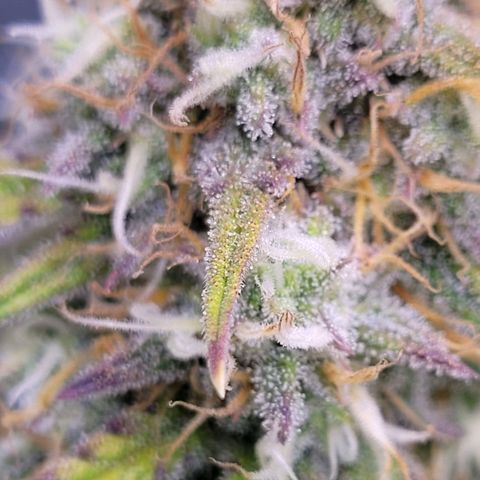 BubbleGum #2 growlog timeline photo