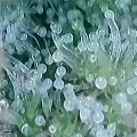 BubbleGum #1 growlog photo: Mal heute ihre Trichome näher , vergrößert betrachtet