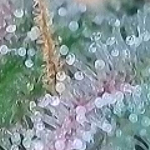 BubbleGum #1 growlog photo: Mal heute ihre Trichome näher , vergrößert betrachtet