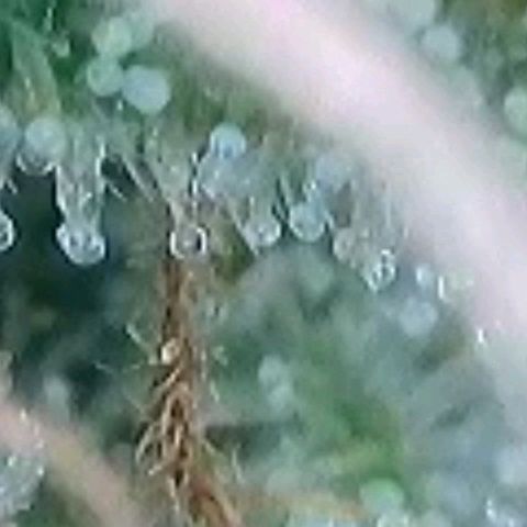 BubbleGum #1 growlog photo: Mal heute ihre Trichome näher , vergrößert betrachtet