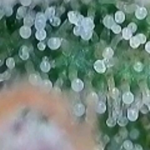 BubbleGum #1 growlog photo: Mal heute ihre Trichome näher , vergrößert betrachtet