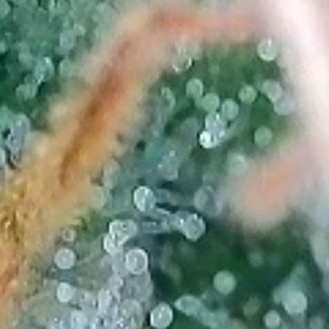 BubbleGum #1 growlog photo: Mal heute ihre Trichome näher , vergrößert betrachtet