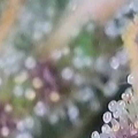 BubbleGum #2 growlog photo: Mal nach der Trichome Reife geschaut.