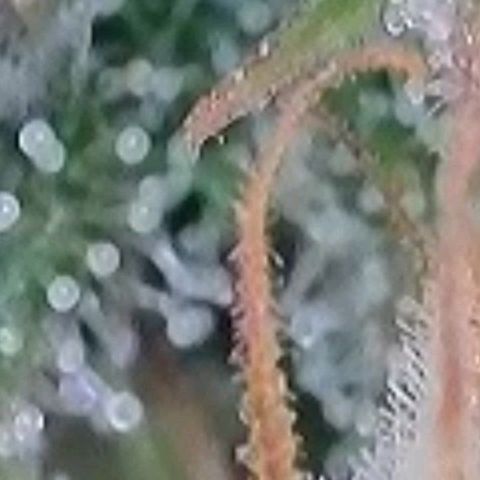 BubbleGum #2 growlog photo: Mal nach der Trichome Reife geschaut.