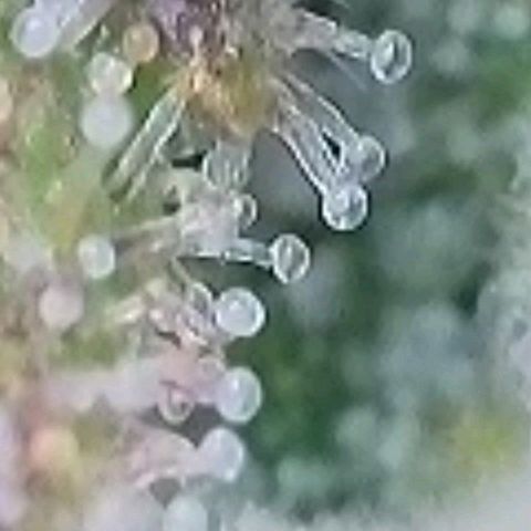 BubbleGum #2 growlog photo: Mal nach der Trichome Reife geschaut.