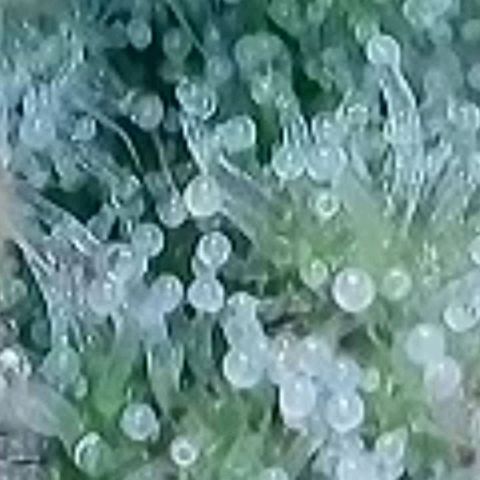 BubbleGum #2 growlog photo: Mal nach der Trichome Reife geschaut.