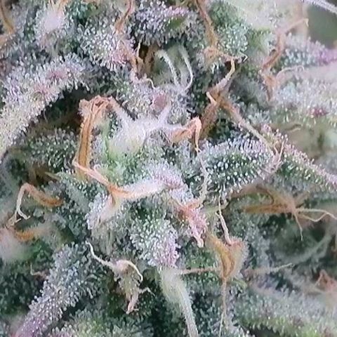 BubbleGum #2 growlog photo: Mal nach der Trichome Reife geschaut.