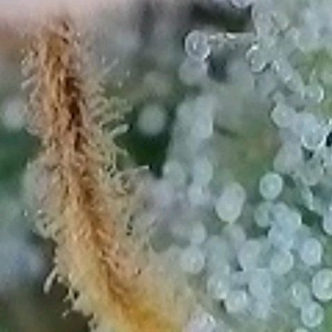 BubbleGum #2 growlog photo: Mal nach der Trichome Reife geschaut.