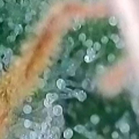 BubbleGum #2 growlog photo: Mal nach der Trichome Reife geschaut.