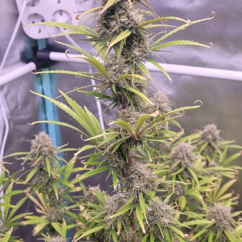 BubbleGum #2 growlog timeline photo