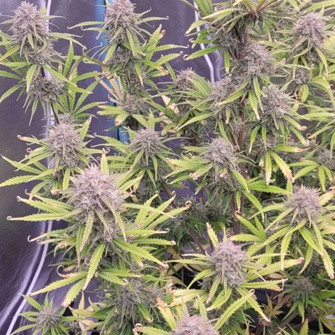 BubbleGum #2 growlog timeline photo