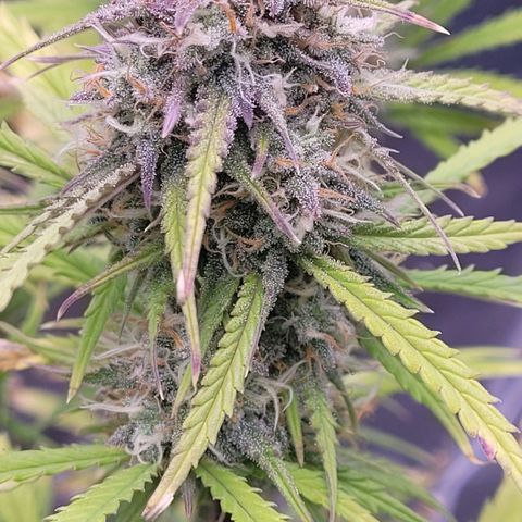 BubbleGum #2 growlog timeline photo