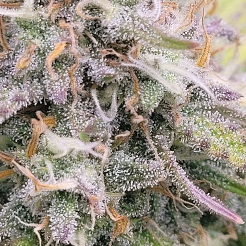 BubbleGum #2 growlog timeline photo