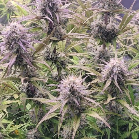 BubbleGum #1 growlog timeline photo