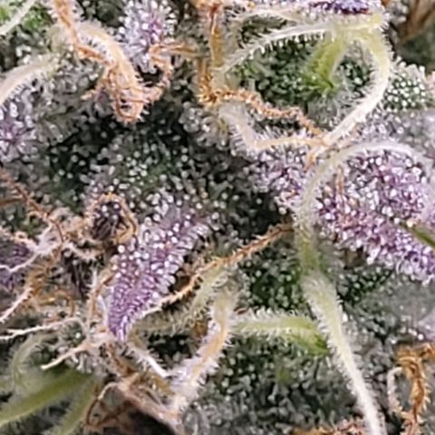 BubbleGum #1 growlog timeline photo