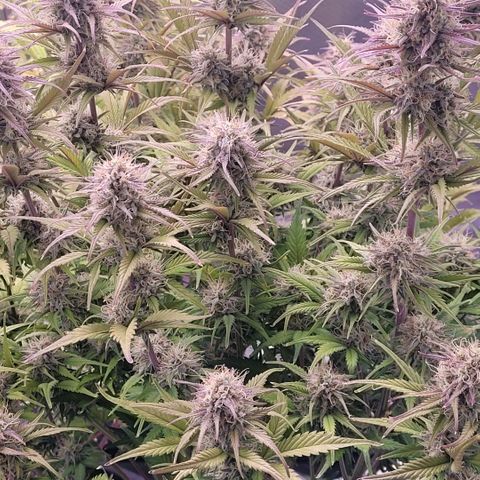 BubbleGum #1 growlog timeline photo