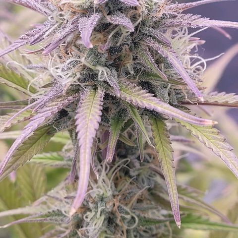BubbleGum #1 growlog timeline photo