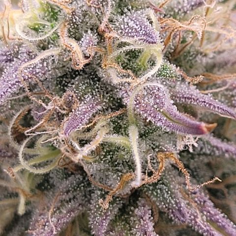 BubbleGum #1 growlog timeline photo