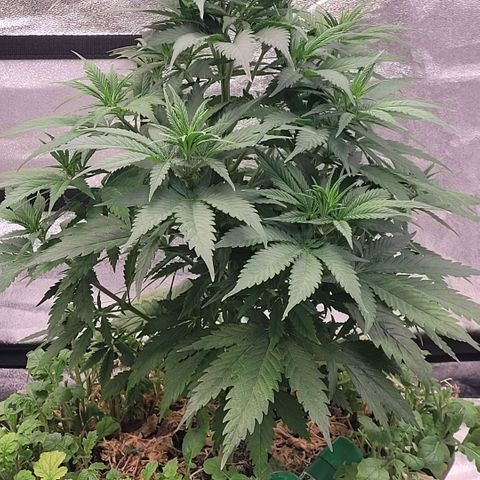 Berry growlog photo: Ordentlich zu gelegt hat sie